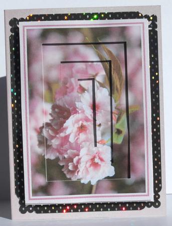 Cherry Blossom by Susan James