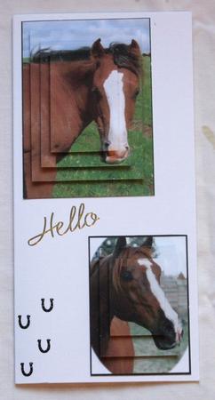 Look at Me Horses by Susan James