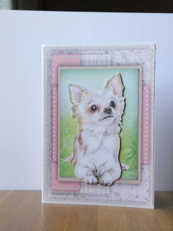 Beautiful Chihuahua by Susan Lapornik