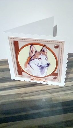 Beautiful Husky Dog  by Susan Lapornik