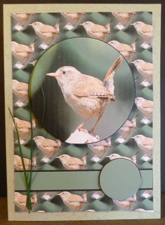 Little Wren by Susan Powell-Barton