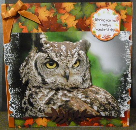 Long-eared Owl Photographs Cu4cu by Susan Powell-Barton