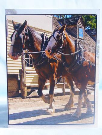 Horses Card Insert or Cut and Fold Card by Susan Smith