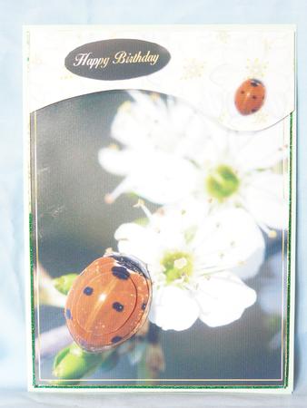 Lady Bird on Hawthorn Photography Card by Susan Smith