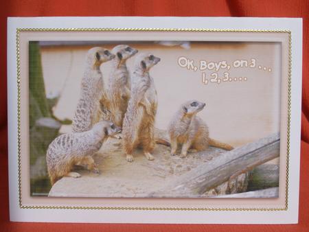 Musical Meerkats by Susan Smith