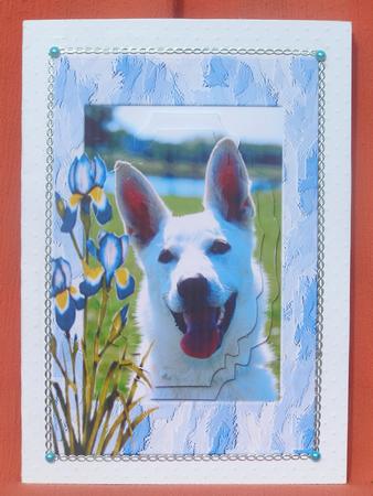 White Dog with Irises by Susan Smith