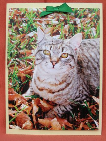 Kitty in the Leaves Birthday or Any Occasion Corner Stacker by Susan Smith