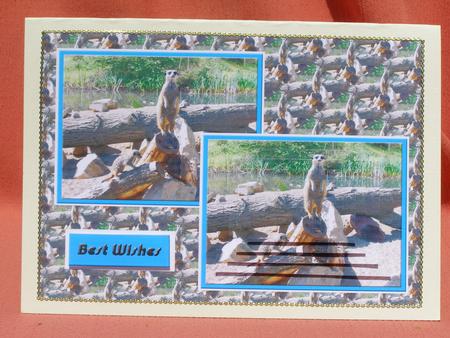 Meerkat Card Front by Susan Smith
