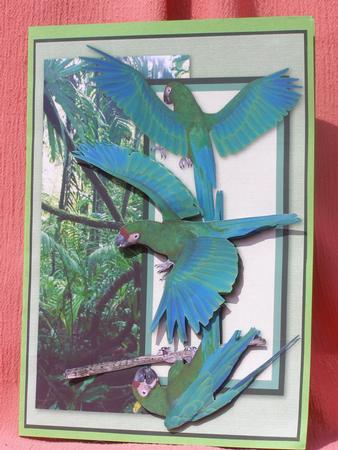 Military Macaw by Susan Smith
