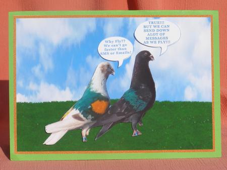 Pigeon Talk by Susan Smith