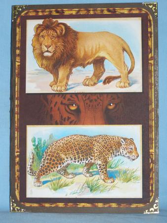 Big Cats Step by Step - Lion, Leopard by Susan Smith
