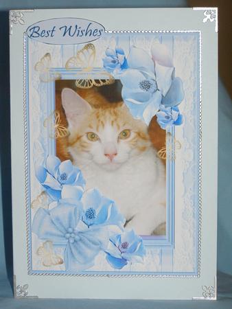 All About Cat Beauty by Susan Smith