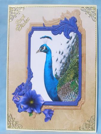 Beautiful Peacock by Susan Smith
