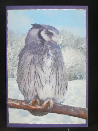 Christmas Birthday Owl by Susan Smith