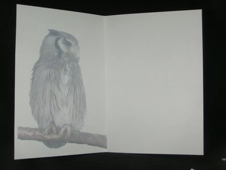 Christmas Birthday Owl Insert by Susan Smith