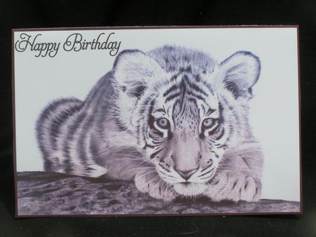 Graphite Tiger by Susan Smith