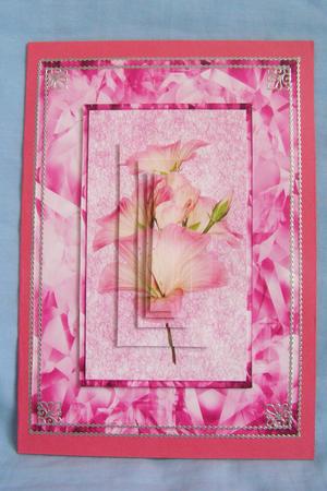 My Pink Hibiscus by Susan Smith