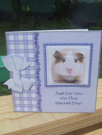 Guinea Pig Just for You Special Day Step by Step Square Card by Susan Smith