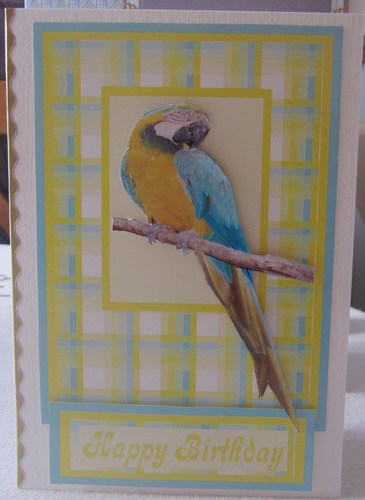 Parrot Featured Gallery Photo