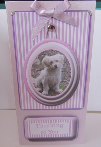 Dog in a Frame by Susan Parker