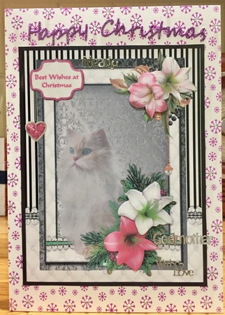 White Fluffy cat in the Christmas flowers by Suzanne Kavanagh
