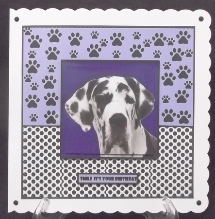 dalmation wishes by Suzi Cooper