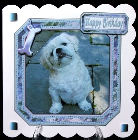 JJ SHIH TZU 8X8 3 by Suzi Cooper