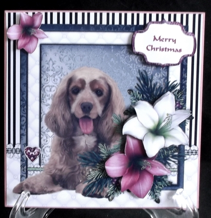 Cocker Spaniel in the Amaryllis Bloom at Christmas by Suzi Cooper