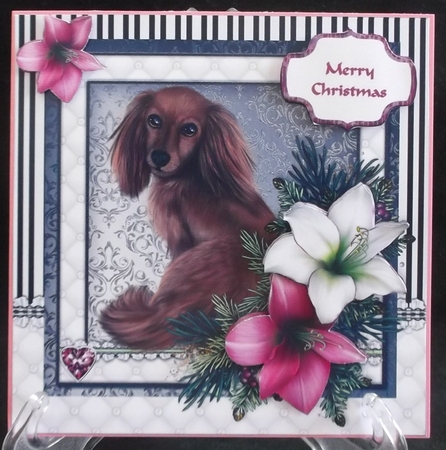 Daschund in the Amaryllis Bloom at Christmas by Suzi Cooper