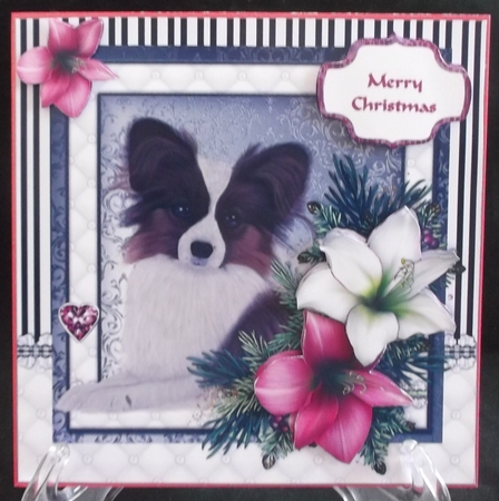Papillon in the Amaryllis Bloom at Christmas by Suzi Cooper