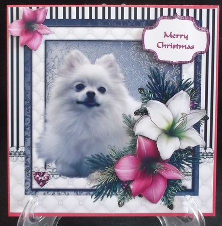 Pomeranian in the Amaryllis Bloom at Christmas by Suzi Cooper