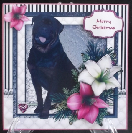 Rottweiller in the Amaryllis Bloom at Christmas by Suzi Cooper