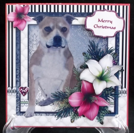 Staffordshire Terrier in the Amaryllis Bloom at Christmas by Suzi Cooper