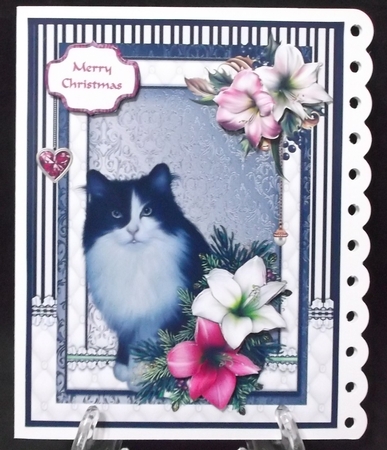 Black & white Fluffy cat in the Christmas flowers by Suzi Cooper