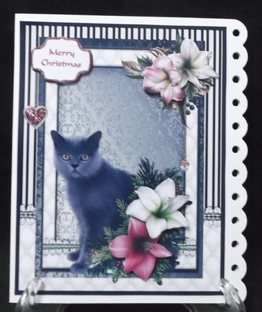 Fluffy grey cat in the Christmas flowers by Suzi Cooper