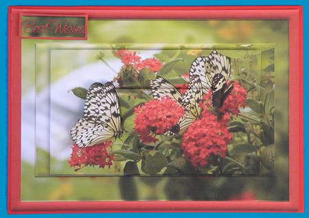 Red Flowers and Butterfly Card Front by Suzi Cooper