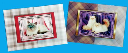 Two Cat A6 Fold Back Cards by Suzi Cooper