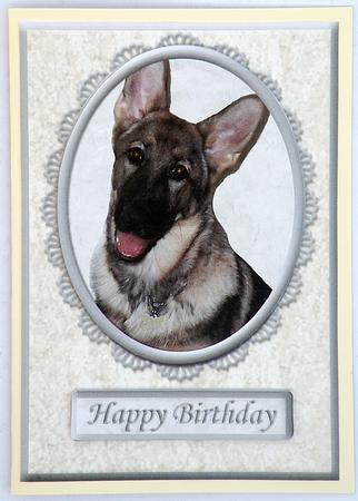 German Shepherd Cream/silver Various Occasion Card Front by Suzi Cooper