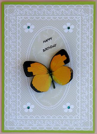 Butterfly Lace A4 Card Front in Green by Suzi Cooper