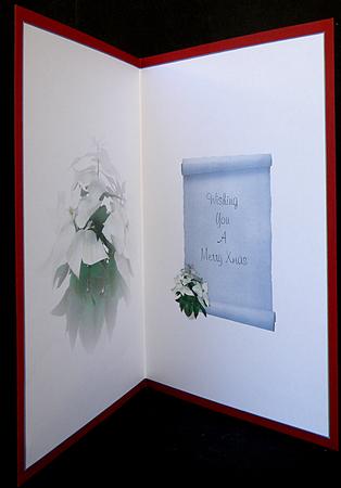 White Poinsettia Xmas Insert by Suzi Cooper