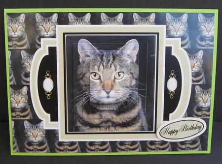 Gorgeous Tabby Cat by Suzi Cooper