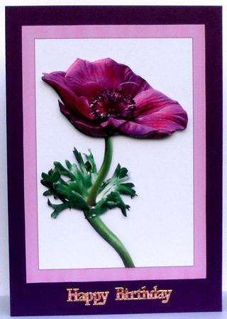 Pink Anemone Card Front 7x5inch by Suzi Cooper