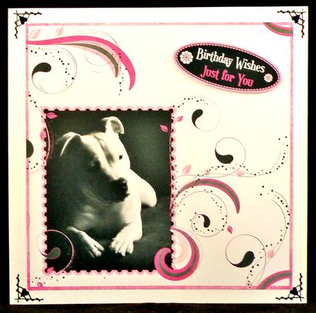 Staffordshire Bull Terrier in Mono on Pink Swirls 2 by Suzi Cooper