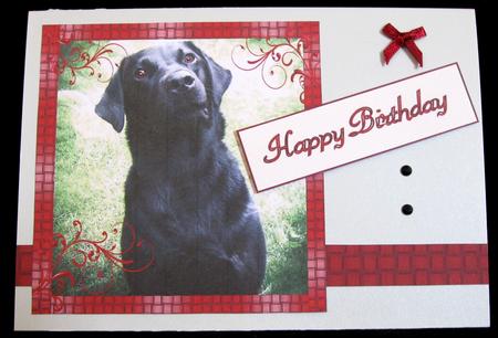 Pepper the Black Labrador by Suzi Cooper
