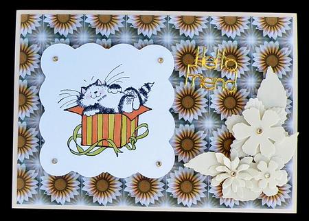 Gazania by Suzi Cooper