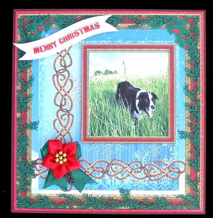 Beautiful Border Collie by Suzi Cooper