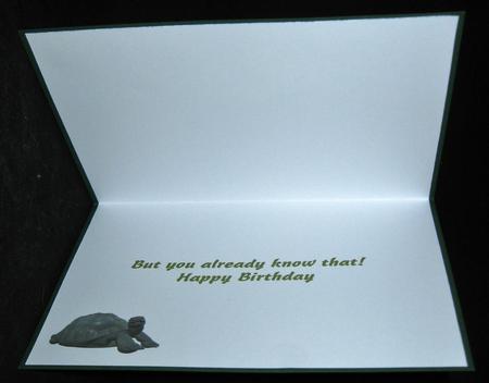 Take It Easy Tortoise Insert by Suzi Cooper