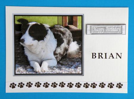 Border Collie 3D Decoupage by Suzi Cooper