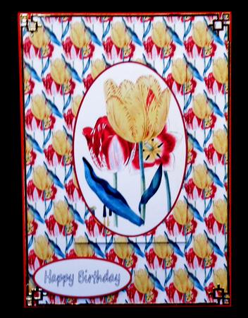 Tulips from Amsterdam by Suzi Cooper