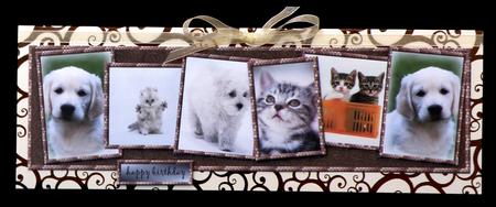 Large Dl Card Cats and Dogs 2 by Suzi Cooper